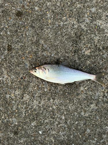 コノシロの釣果