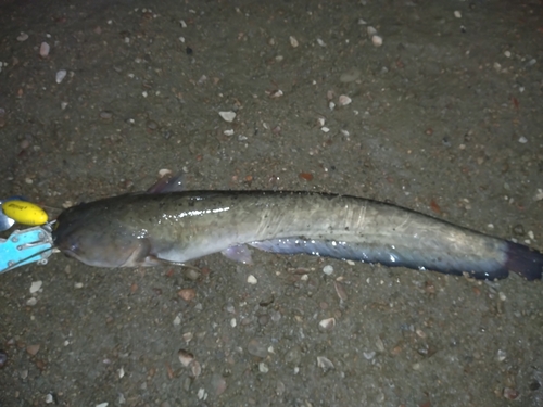 ナマズの釣果