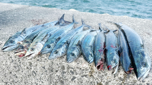 サワラの釣果