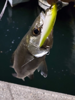 セイゴ（ヒラスズキ）の釣果