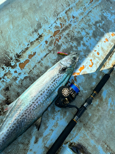 サワラの釣果