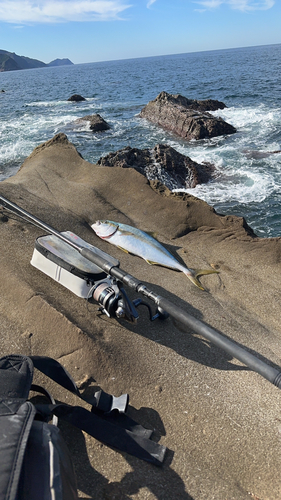 ヒラマサの釣果