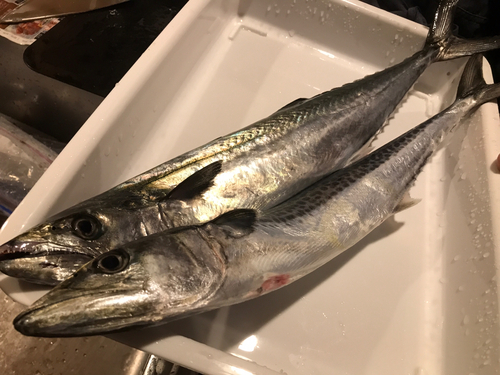 サゴシの釣果