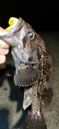 クロソイの釣果