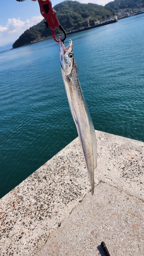 タチウオの釣果