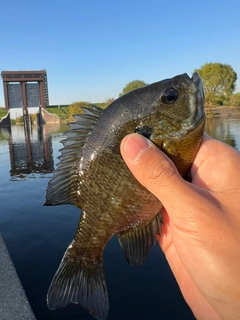 ブルーギルの釣果