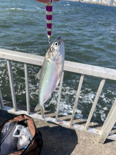 コノシロの釣果