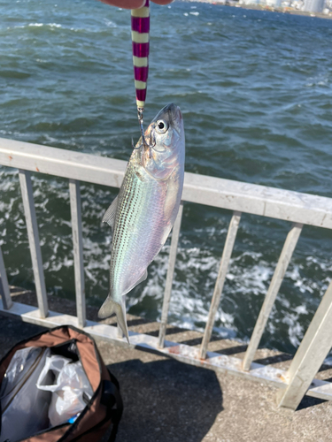 コノシロの釣果