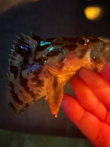 タケノコメバルの釣果