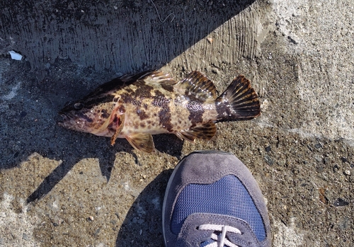 ベッコウゾイの釣果