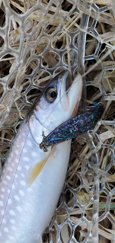 アメマスの釣果