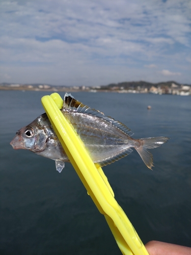 ヒイラギの釣果