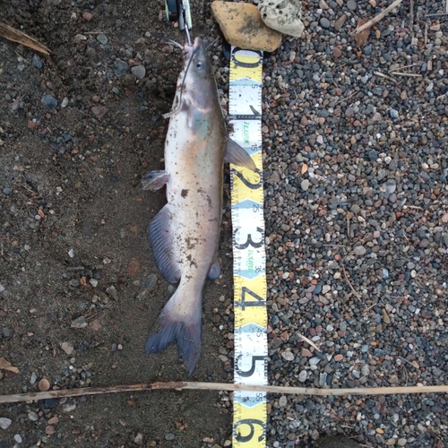 アメリカナマズの釣果