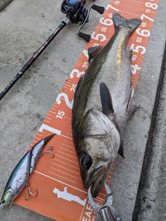 シーバスの釣果