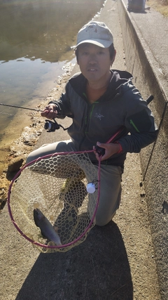 トラウトの釣果