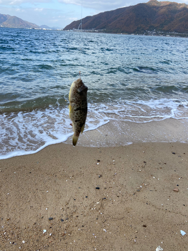 クサフグの釣果