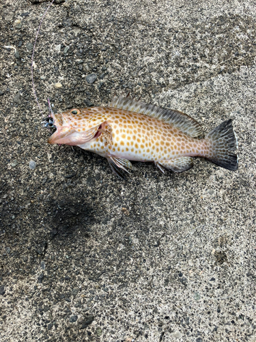 オオモンハタの釣果