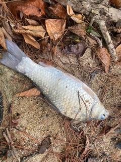 ヘラブナの釣果