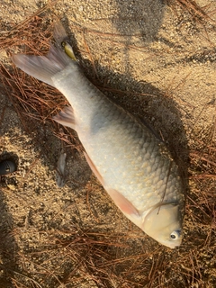 ヘラブナの釣果