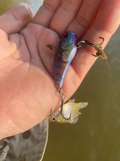 ブルーギルの釣果