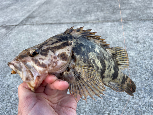 タケノコメバルの釣果