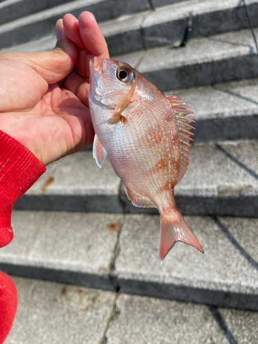 チャリコの釣果