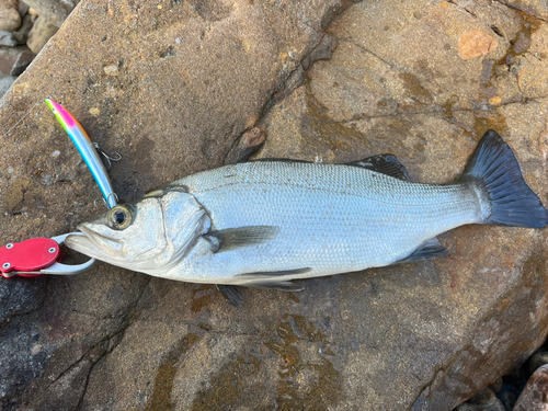 ヒラスズキの釣果