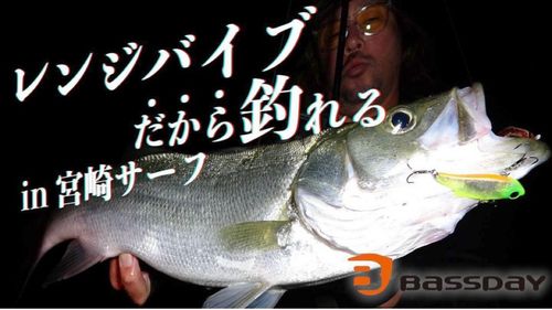 ヒラスズキの釣果