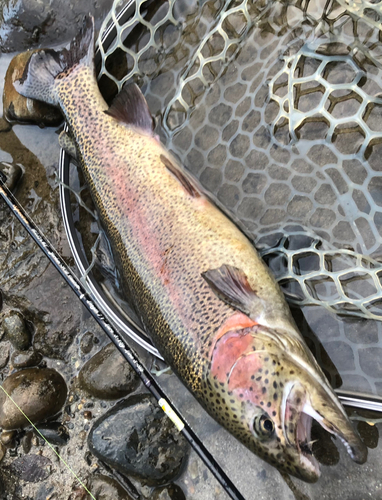 ニジマスの釣果