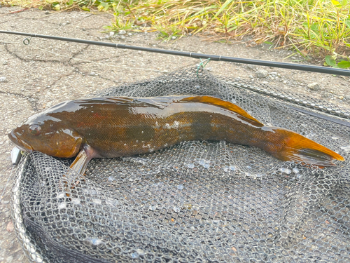 アイナメの釣果