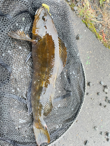 アイナメの釣果