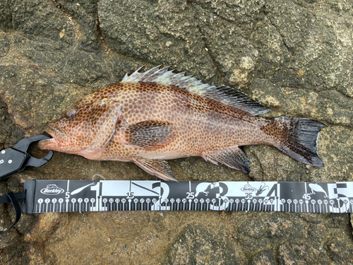 オオモンハタの釣果