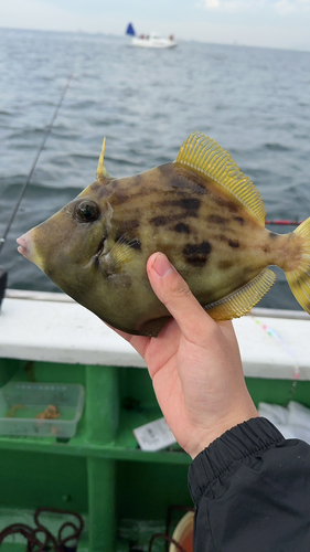 カワハギの釣果