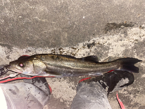 ウナギの釣果