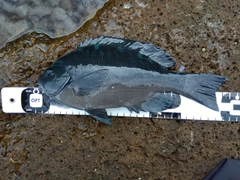 クチブトグレの釣果