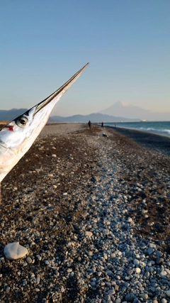 ダツの釣果