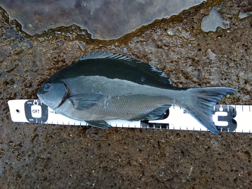 オナガグレの釣果