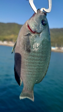 メジナの釣果