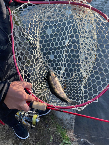 ニジマスの釣果