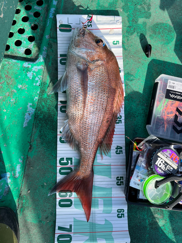 マダイの釣果