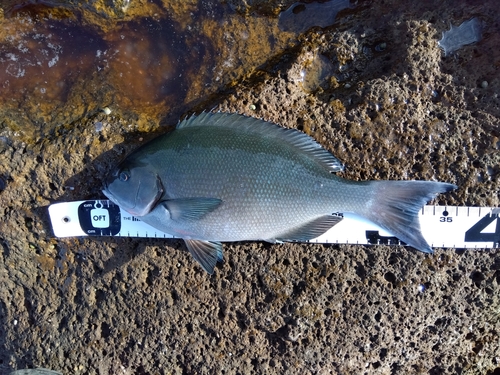 オナガグレの釣果