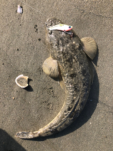 マゴチの釣果