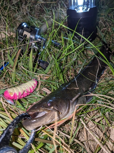 ナマズの釣果