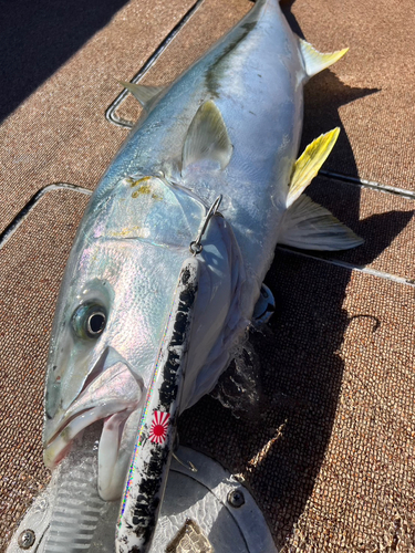 ヒラマサの釣果