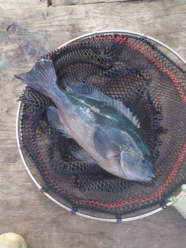 メジナの釣果