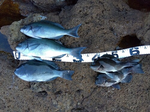 クチブトグレの釣果