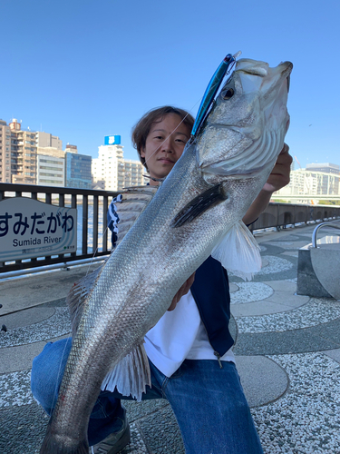 シーバスの釣果