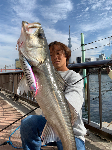 シーバスの釣果