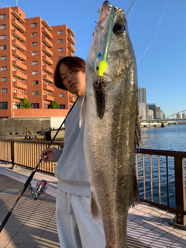 シーバスの釣果