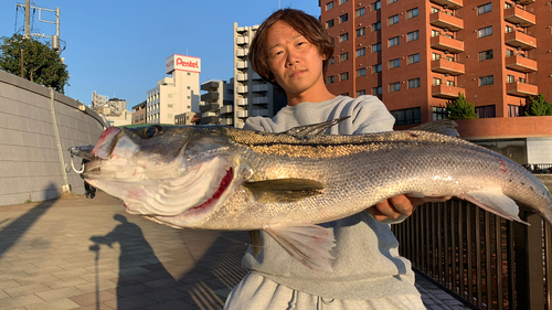 シーバスの釣果